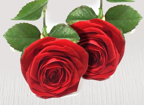 Two extra red stems